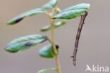 Orange Moth (Angerona prunaria)