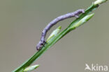 Oranje iepentakvlinder (Angerona prunaria)