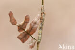 Variabele spikkelspanner (Alcis repandata)