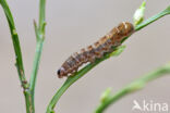 Purple Clay (Diarsia brunnea)
