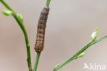 Bruine breedvleugeluil (Diarsia brunnea)