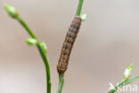 Bruine breedvleugeluil (Diarsia brunnea)