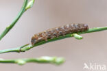 Bruine breedvleugeluil (Diarsia brunnea)