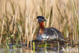 Roodhalsfuut (Podiceps grisegena)