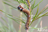 Pine caterpillar (Dendrolimus pini)
