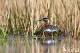 Red-necked Grebe (Podiceps grisegena)