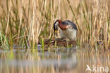 Red-necked Grebe (Podiceps grisegena)