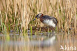 Red-necked Grebe (Podiceps grisegena)