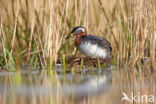 Red-necked Grebe (Podiceps grisegena)