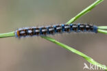 Northern Eggar (Lasiocampa quercus)