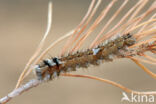 Pine caterpillar (Dendrolimus pini)