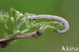 Vals witje (Siona lineata)