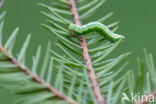 Naaldboomspanner (Thera obeliscata)