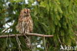 Tawny Owl (Strix aluco)