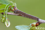 Kersenspinner (Odonestis pruni)