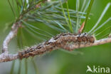 Dennenspinner (Dendrolimus pini)