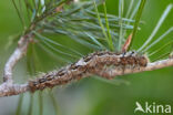 Pine caterpillar (Dendrolimus pini)