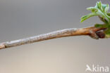 Vals witje (Siona lineata)