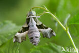 Willowherb Hawkmoth (Proserpinus proserpina)