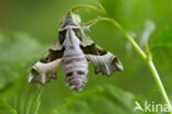 Willowherb Hawkmoth (Proserpinus proserpina)