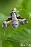 Willowherb Hawkmoth (Proserpinus proserpina)