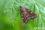 Bright-line Brown-eye (Lacanobia oleracea)