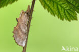 Pale Prominent (Pterostoma palpina)