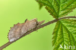 Pale Prominent (Pterostoma palpina)