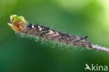 the Lappet (Gastropacha quercifolia)