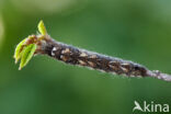 the Lappet (Gastropacha quercifolia)