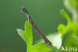 Common Emerald (Hemithea aestivaria)