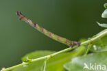 Common Emerald (Hemithea aestivaria)