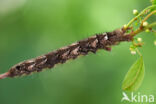 the Lappet (Gastropacha quercifolia)