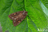 Bright-line Brown-eye (Lacanobia oleracea)