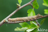 Green-brindled Crescent (Allophyes oxyacanthae)