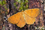 Oranje iepentakvlinder (Angerona prunaria)