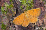 Oranje iepentakvlinder (Angerona prunaria)