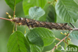 the Lappet (Gastropacha quercifolia)