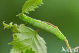 Hebrew Character (Orthosia gothica)