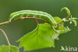 Hebrew Character (Orthosia gothica)