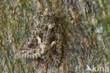 Orache Moth (Trachea atriplicis)