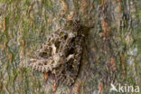 Orache Moth (Trachea atriplicis)