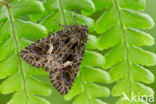 Orache Moth (Trachea atriplicis)