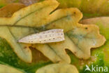 Bruine oogspanner (Cyclophora quercimontaria)