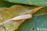 Gemarmerde oogspanner (Cyclophora pendularia)