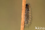 Ruby Tiger (Phragmatobia fuliginosa)