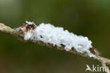 Pine caterpillar (Dendrolimus pini)