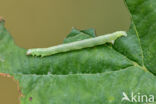 Bruine grijsbandspanner (Cabera exanthemata)