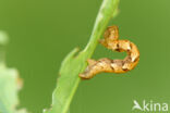 Bruine oogspanner (Cyclophora quercimontaria)