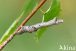 Halvemaanvlinder (Selenia tetralunaria)